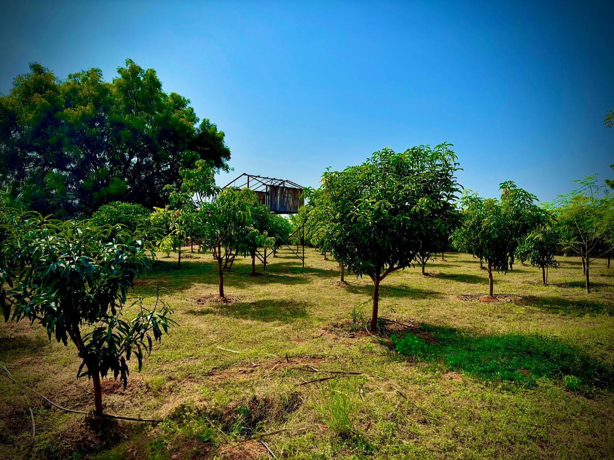 Mangohut Farmhouse Pool Villa Hyderabad Bagian luar foto